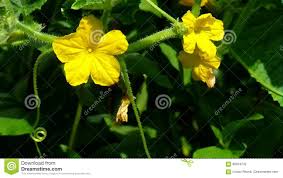 Cucumber plants grow best in temperatures of 65 and 75 degrees fahrenheit. Yellow Flowers Cucumber Stock Footage Video Of Summer 85874732