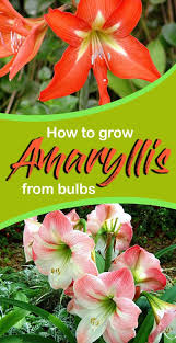 Growing Amaryllis From Bulbs How To Grow Amaryllis In A Container Naturebring Amaryllis Care Amaryllis Plant Bulb Flowers