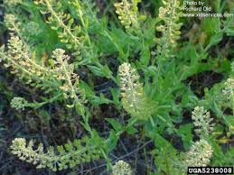 Image result for Lepidium