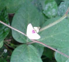 Image result for Macrotyloma uniflorum