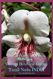 Flowers Of Yercaud Botanical Garden Tamil Nadu Botanical Gardens Botanical Asia Travel