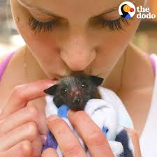 Woman With Anxiety Can't Stop Rescuing Bats