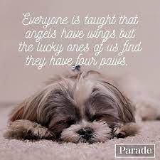 Check spelling or type a new query. What To Write In A Pet Sympathy Card Pet Loss Quotes