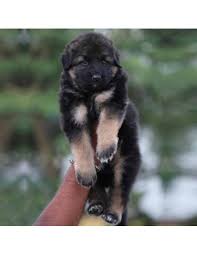 German Shepherd Puppies For Sale Gender Female German shepherd puppies are often listed as one of the most popular puppy breeds in the united states. german shepherd puppies for sale gender