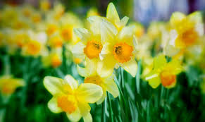 But if you do choose to grow only what these critters avoid eating, be sure to select the prettiest such plants. Bonnie S Garden Let S Talk Daffodils The Great Big Greenhouse