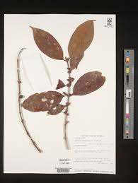 Image result for Coffea salvatrix