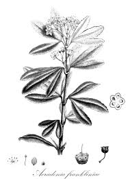 Image result for Toddalia crenulata