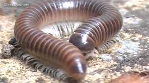 Stonoga i mama mała stonoga pyta mamę: Stonoga The Best Satyra Nie Gorsza Niz Studio Yayo Youtube