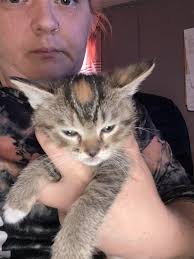 Kitten looking for a loving home in Johnson County