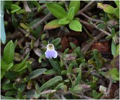 Image result for Blepharis integrifolia
