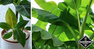 I've kept my plants for a year (at the beginning) in miracle grow organic potting soil before. How To Grow Your Own Banana Plant Or Banana Tree Gardening Channel