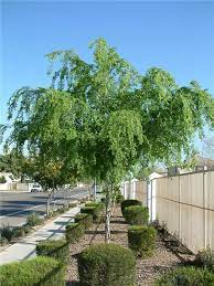 Mature growth is approximately 35 feet high and 35 feet wide, depending on watering and soil conditions. Ulmus Parvifolia Small Evergreen Trees Chinese Elm Tree Elm Trees