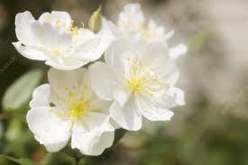 Maybe you would like to learn more about one of these? Garden Rose Rosa Darlows Enigma Stock Image B760 1667 Science Photo Library