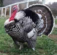 China (157,759) brazil (11,271) italy (8,652) The Livestock Conservancy