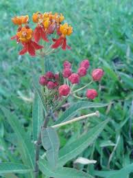 Image result for Asclepias curassavica