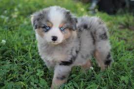 North american australian shepherd, mini aussie, toy australian shepherd, miniature american shepherd note: Mini Shepherd Puppies Pasteurinstituteindia Com