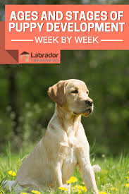 Puppy Development Growth Stages Guide Key Age Milestones And Week By Week Timeline Puppy Development Labrador Puppy Training Labrador Retriever Puppies