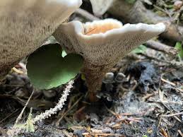 Image result for Homalium dentatum