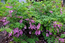 Image result for Indigofera filipes