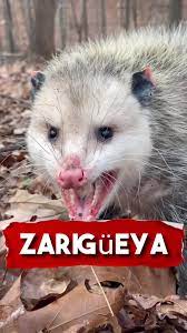 Audio De Las Zarigüeyas | TikTok