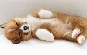 Sleeping Puppy Uyuyan Kopek Yavrusu Hayvanlar Ve Hayvan