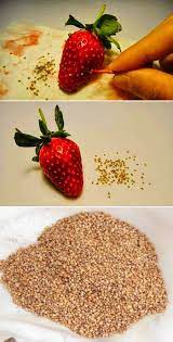 How To Collect Strawberry Seeds Gardening Jardin De Productos Comestibles Frutas En Macetas Plantas Comestibles