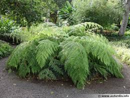 Cette plante n'a connu aucune évolution notable et a quasiment préservé son allure jurassique. Fougere Arborescente Du Mexique Cibotium Schiedei Planter Cultiver Multiplier