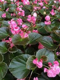 Begonia Doublet Rose Fibrous Double Begonia Plants Plant Lover