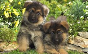 See more ideas about german shepherd, german shepherd dogs, german shepherd puppies. 440 German Shepherd Hd Wallpapers Background Images