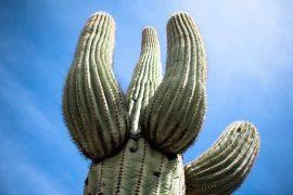 Image result for Maerua edulis