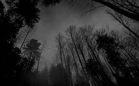 More images for aesthetic forest wallpaper desktop » Black Forest Wallpapers 5 Download Dark Forest Background Aesthetic 1280x800 Download Hd Wallpaper Wallpapertip