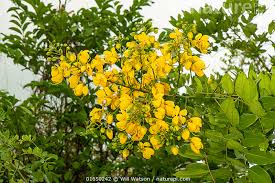 Image result for Senna didymobotrya