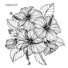 Hibiscus Flower Drawing Art Print By 13914901 Hibiscus Flower Drawing Flower Sketches Flower Drawing