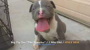Pitbull puppies online is the #1 classified to buy, adopt and sell your pitbulls. Pitbull Puppies For Sale In Arizona Pr Ukc Registered Blue Pit Bull Puppies Big Tip Toe Youtube