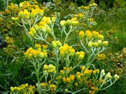 Image result for Helichrysum geminatum
