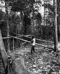 Image result for Millettia psilopetala