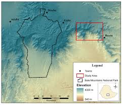 Image result for Oncinotis tenuiloba