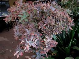 Blotchy color on graptoveria 'fred ives'. Graptoveria Fred Ives F Cristata World Of Succulents