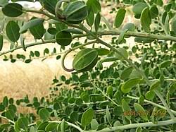 Image result for Capparis cartilaginea