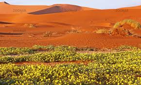 The bicycling empowerment network namibia (benn) is mourning the death of a canadian bicycle sponsor who has made an immense difference in the lives of namibians. Photo Flowers At Sossusvlei Rain Saison Namib Desert Image 3020396