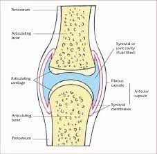 A General Synovial Joint Download Scientific Diagram