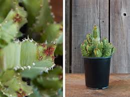 Image result for Euphorbia memoralis