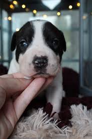 Find pit bull terrier dogs and puppies from michigan breeders. American Pit Bull Terrier Puppies For Sale Mancelona Mi 309445