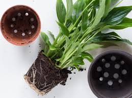 Jun 14, 2021 · fortunately, peace lily toxicity isn't as great as that of other types of lilies, including easter lily and asiatic lilies. Does My Peace Lily Need Repotting Tips On Repotting A Peace Lily Plant
