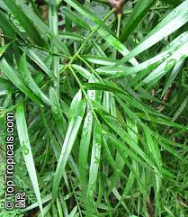 Image result for Afrocarpus falcatus