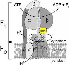Atp synthase is a protein that catalyzes the formation of the energy storage molecule adenosine triphosphate (atp) using adenosine diphosphate (adp) and inorganic phosphate (p i ). Cartoon Representation Of Bacterial Atp Synthase Crosssection Only Download Scientific Diagram
