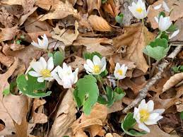 Little white flowers early spring. Spring Has Sprung Finegardening