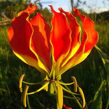 Flame Lily Lily Pictures Lily Flower Amazing Flowers