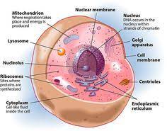 Just like different organs within the body, plant cell structure includes various components known as cell organelles that perform different functions to sustain itself. 12 Biology Cell Structure And Function Ideas Cell Structure Structure And Function Biology