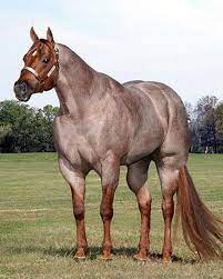 Gorgeous American Quarter Horse That Will Take Your Breath Away Aqha Horses Horses American Quarter Horse